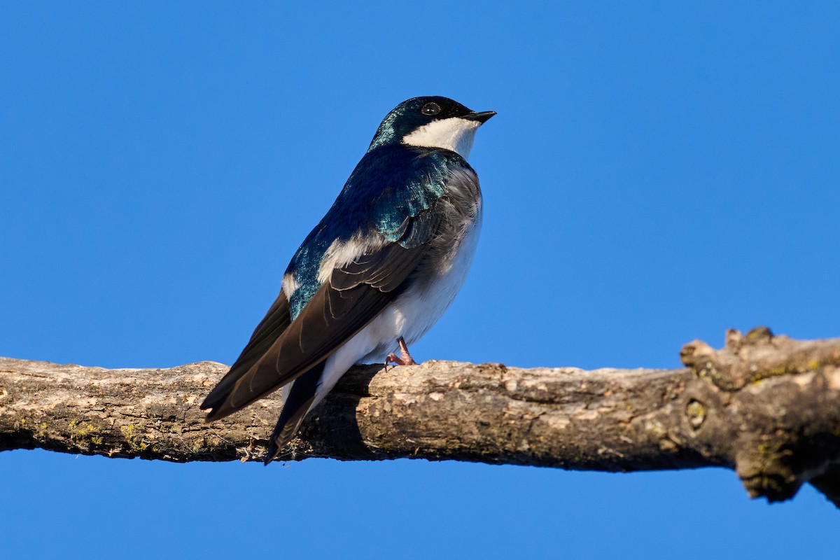 Tree Swallow - ML632486955