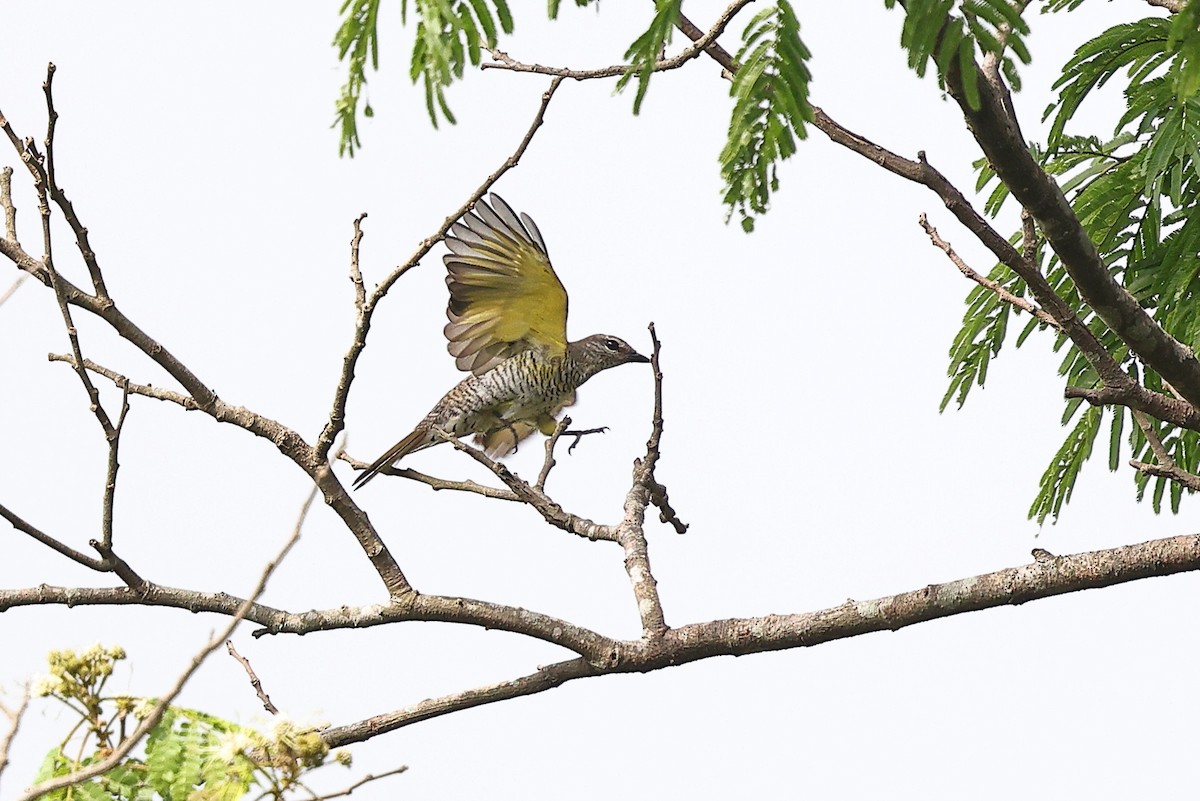 Red-shouldered Cuckooshrike - ML632486992