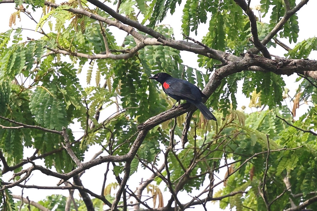 Red-shouldered Cuckooshrike - ML632487041
