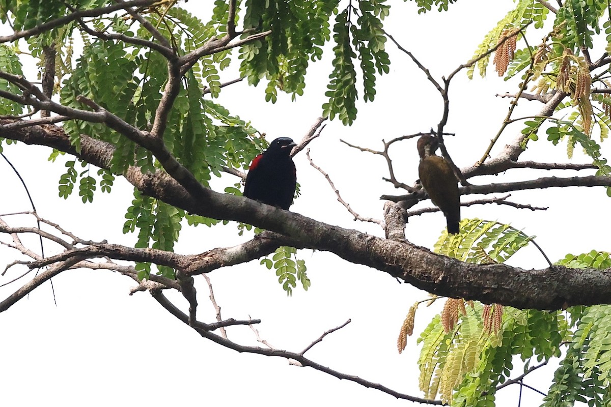 Red-shouldered Cuckooshrike - ML632487042