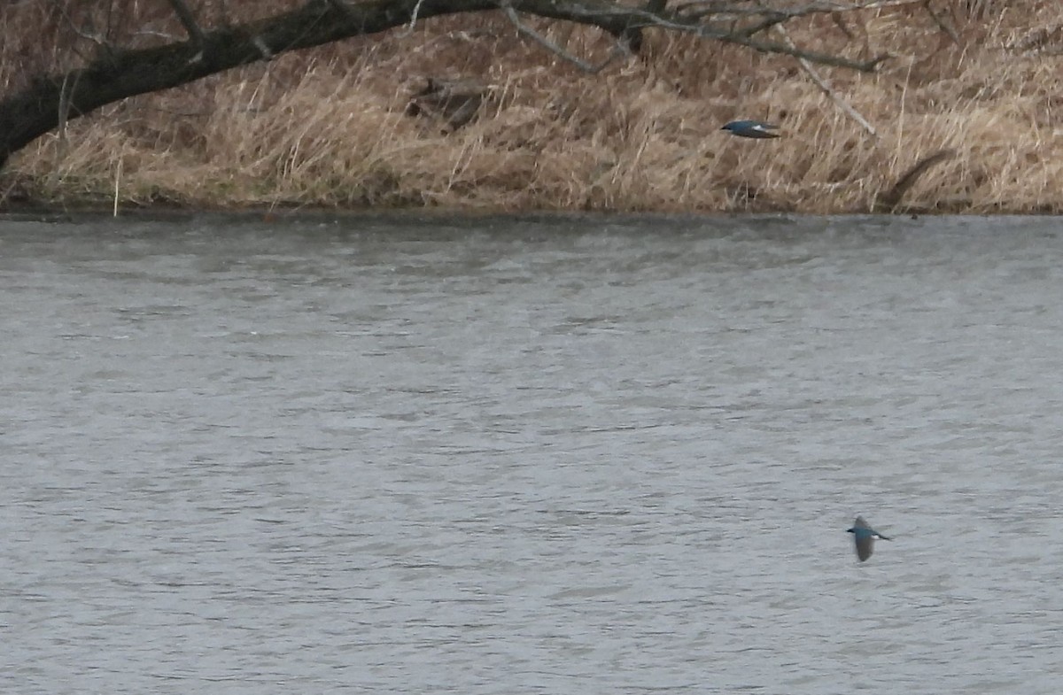 Tree Swallow - ML632487043