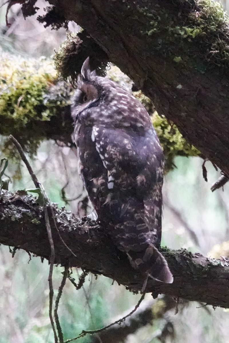 Abyssinian Owl - ML632487057