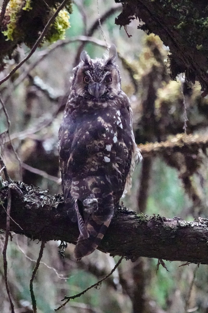 Abyssinian Owl - ML632487058