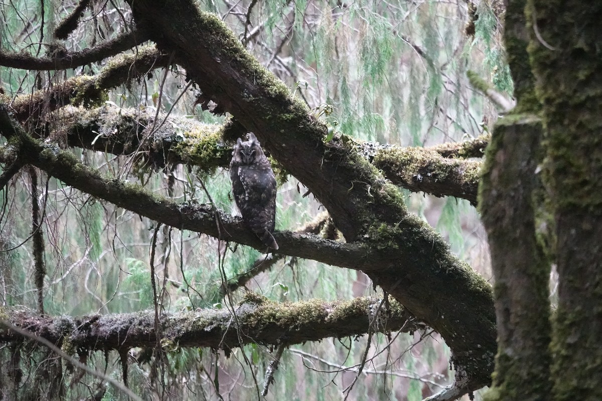 Abyssinian Owl - ML632487059