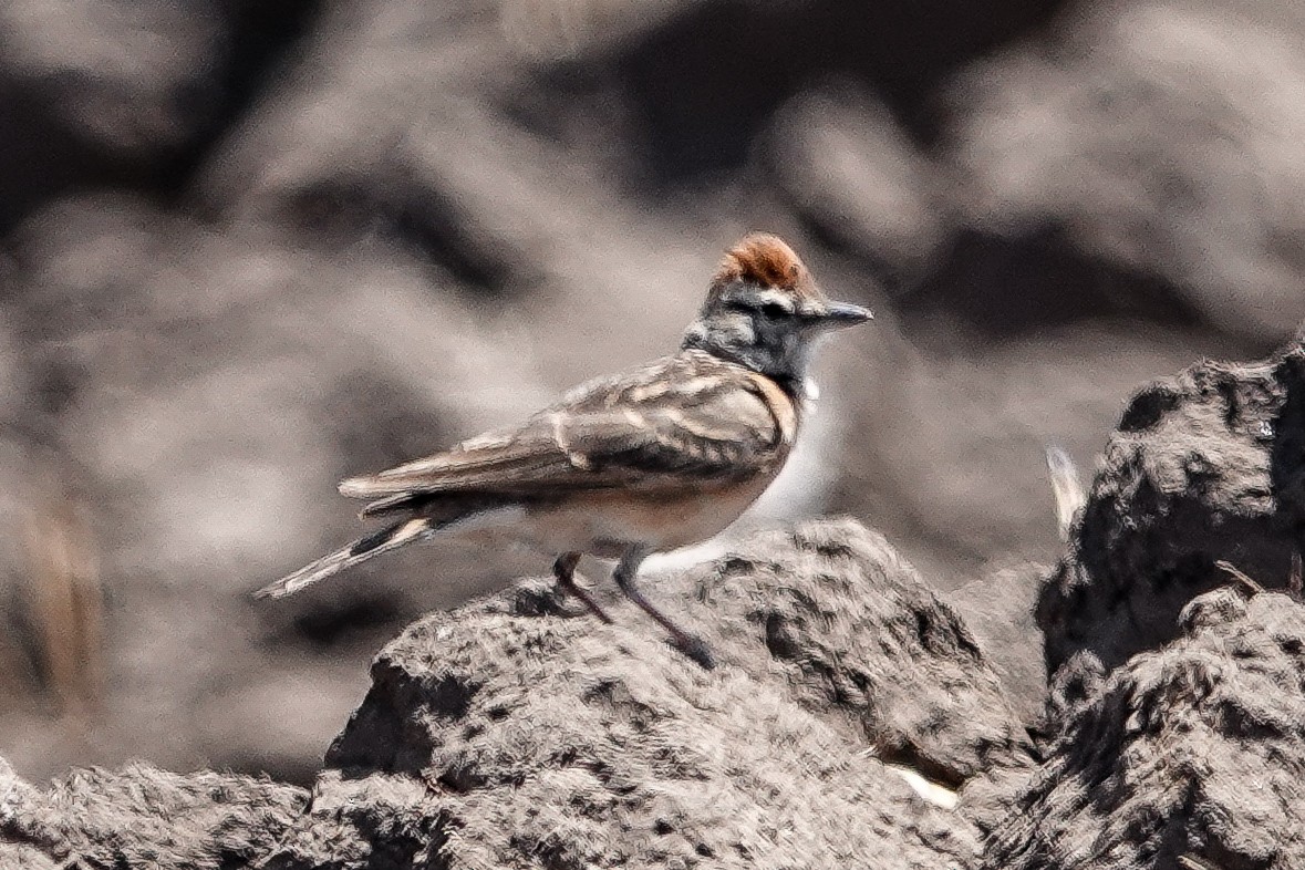 Blanford's Lark - ML632487252