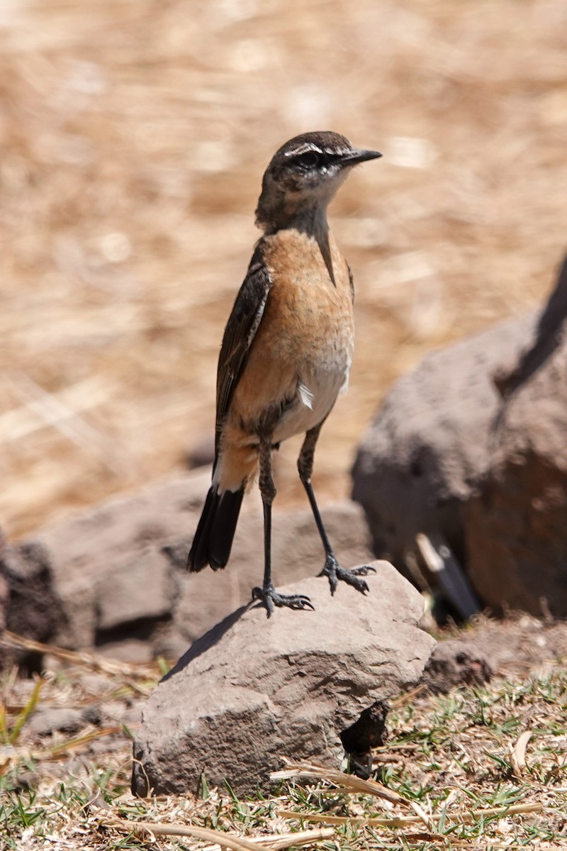 Rusty-breasted Wheatear - ML632487284