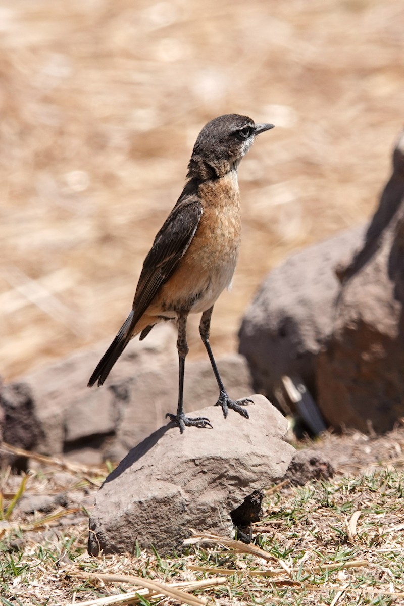 Rusty-breasted Wheatear - ML632487285