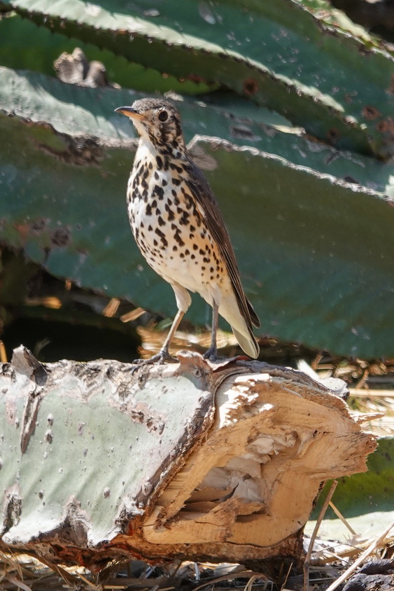 Ethiopian Thrush - ML632487308