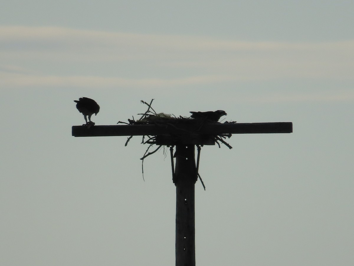 Osprey - ML632487372