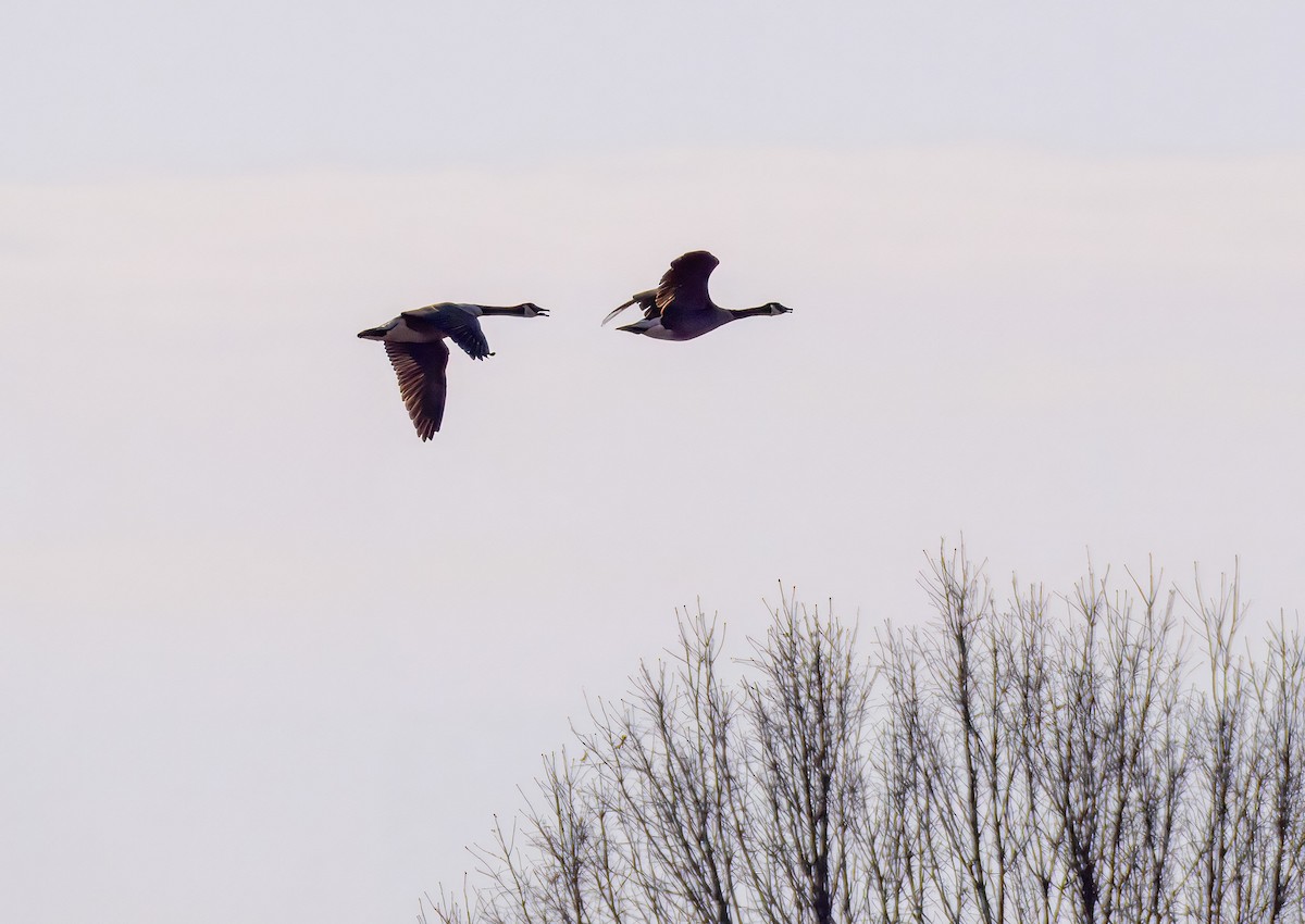 Canada Goose - ML632487432