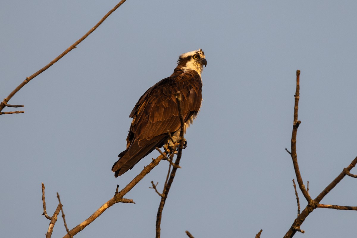 Osprey - ML632487486