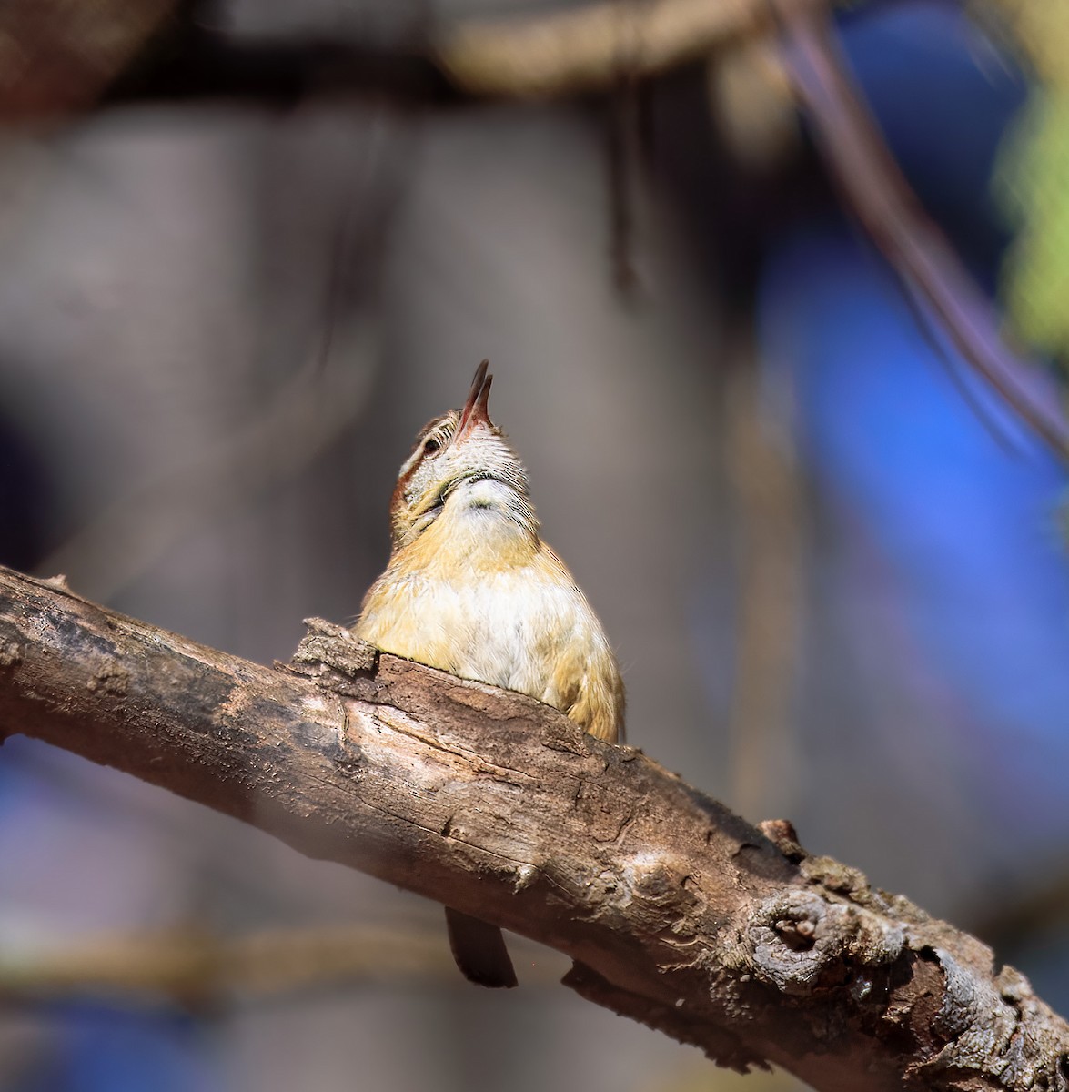 Carolina Wren - ML632487516