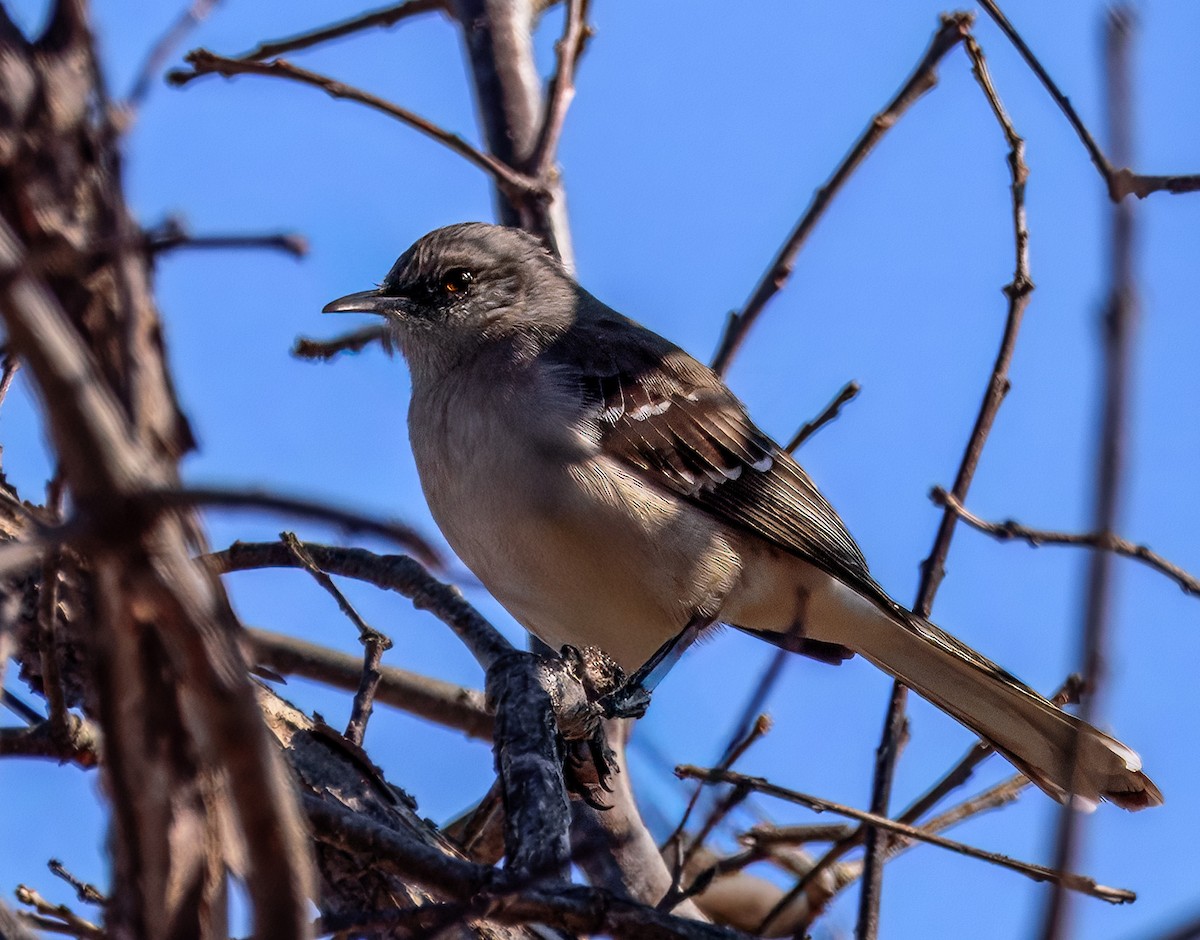 Northern Mockingbird - ML632487540