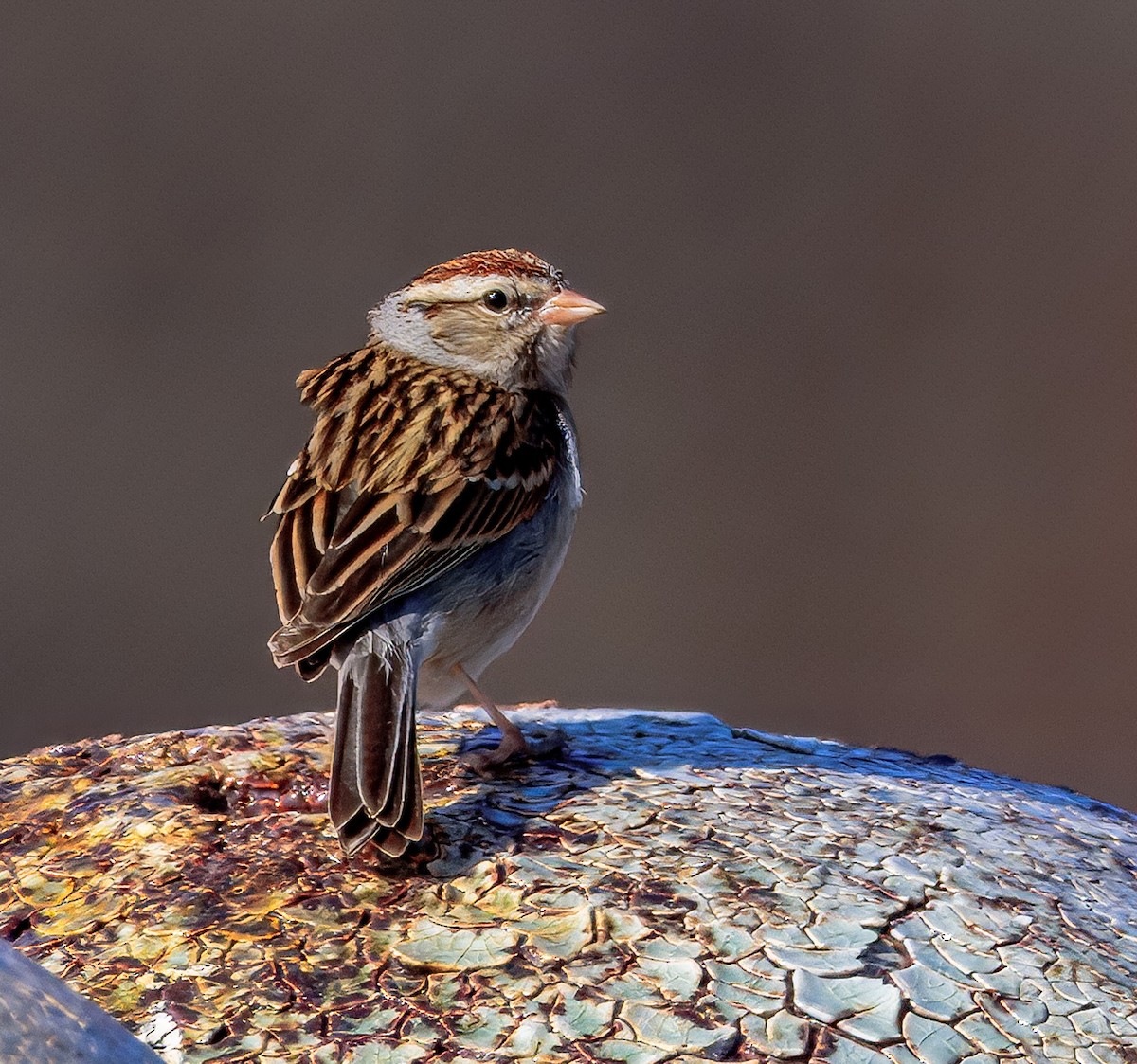 Chipping Sparrow - ML632487564