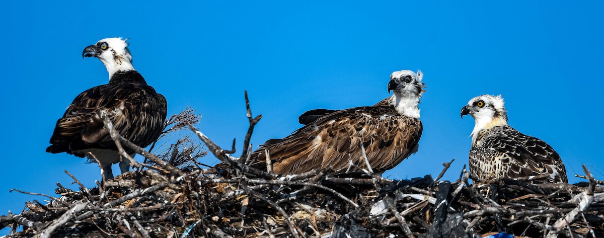 Osprey - ML632487577