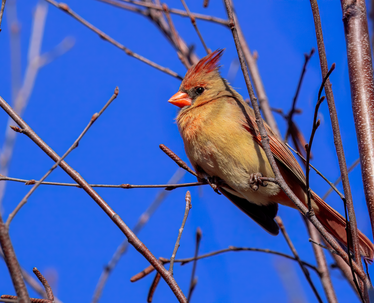 Northern Cardinal - ML632487613