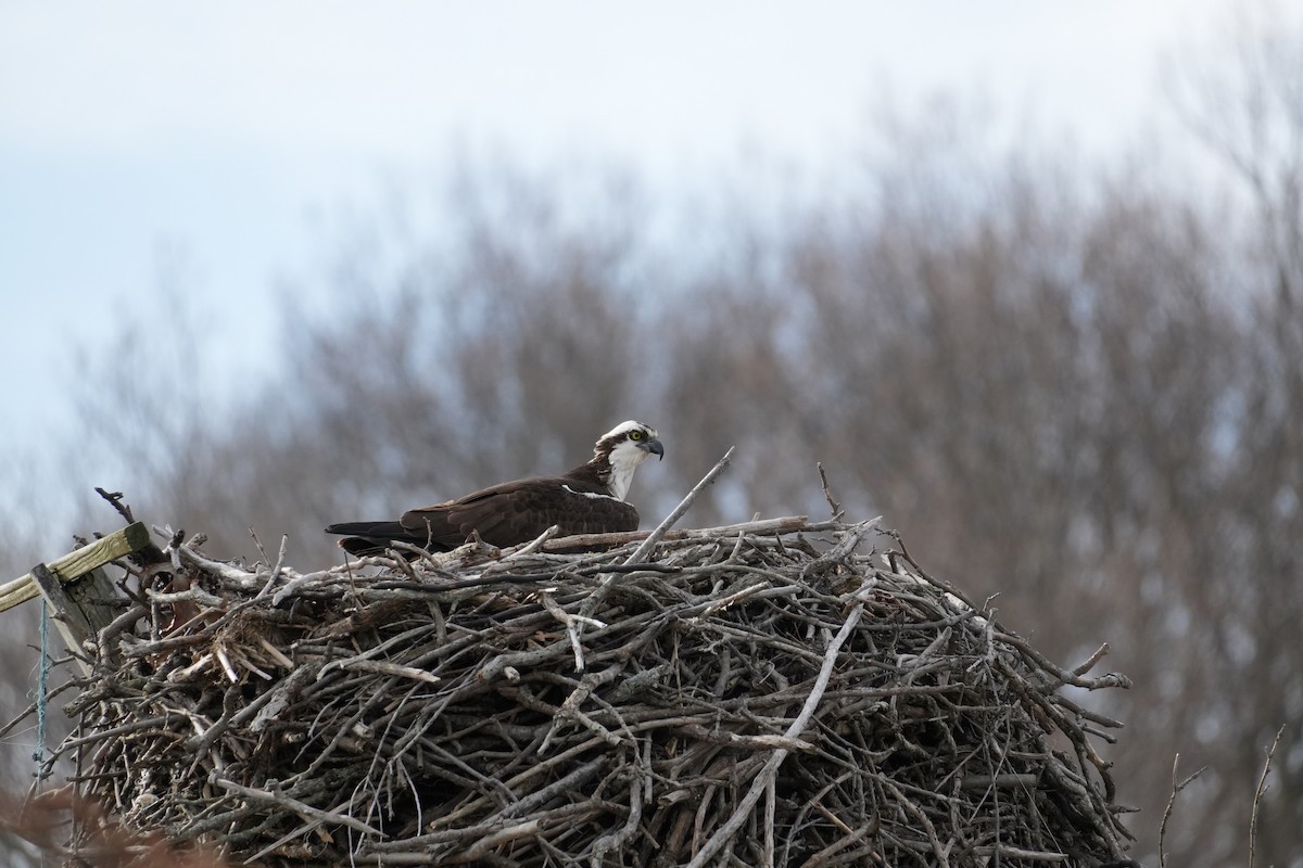 Osprey - ML632487747