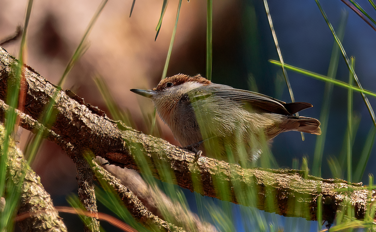 Brown-headed Nuthatch - ML632487757