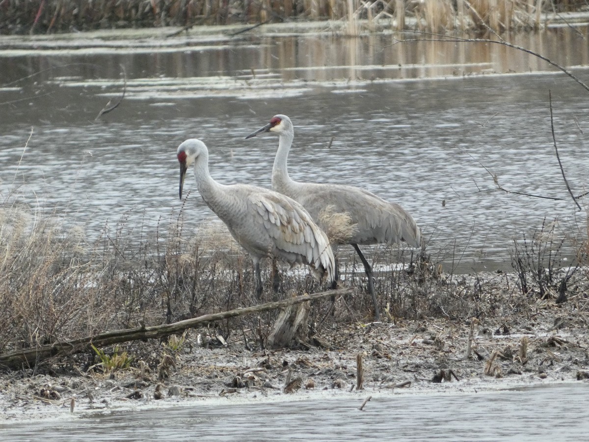 Sandhill Crane - ML632487769
