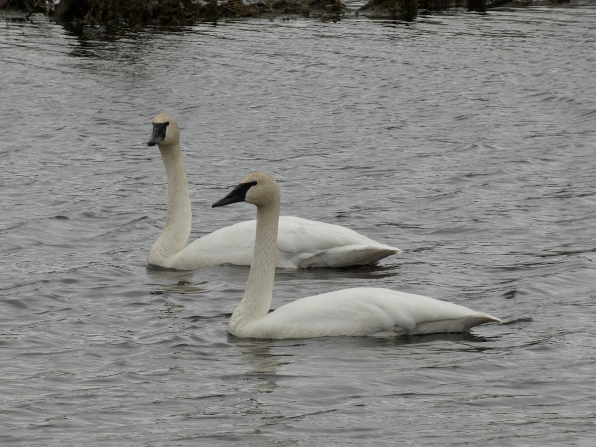 Trumpeter Swan - ML632487789