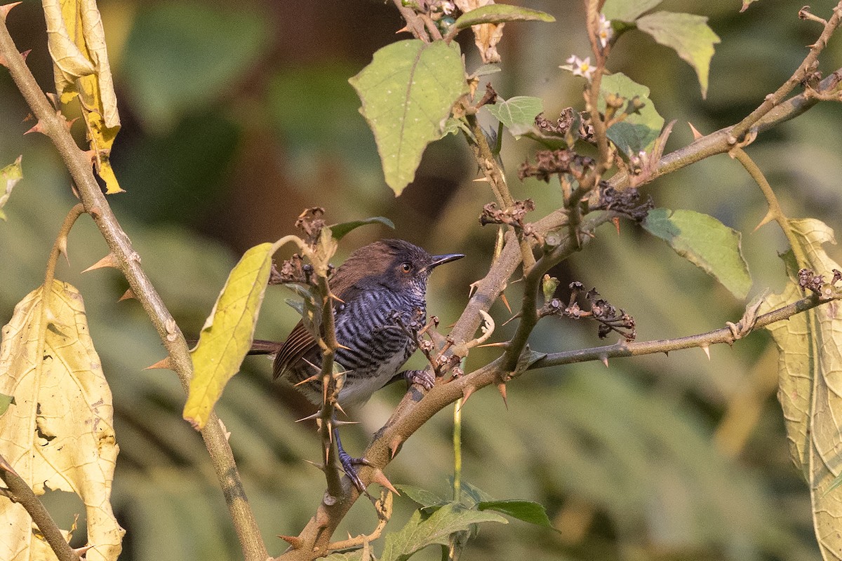 Prinia rayée (bairdii/heinrichi) - ML632487839