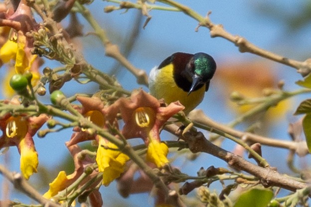 Purple-rumped Sunbird - ML632488002