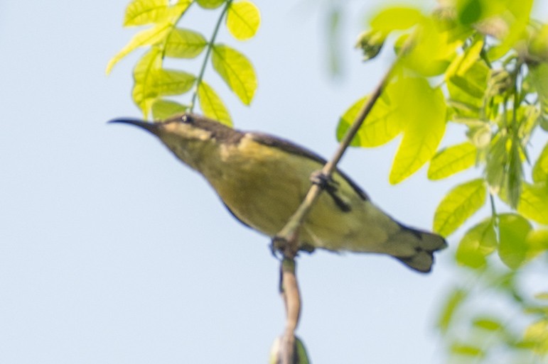 Purple-rumped Sunbird - ML632488003