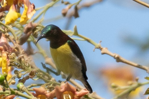 Purple-rumped Sunbird - ML632488004