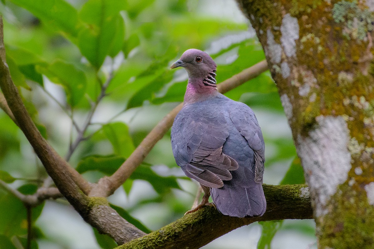 Sri Lanka Wood-Pigeon - ML632488007