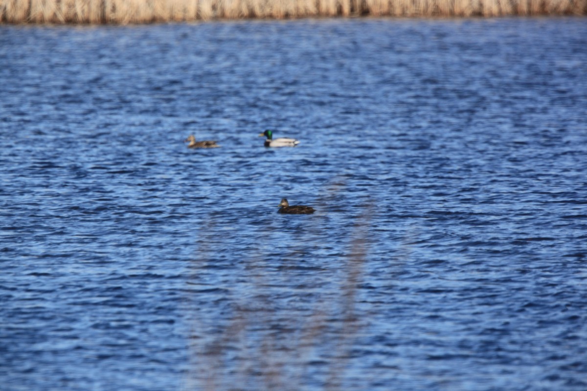 American Black Duck - ML632488144