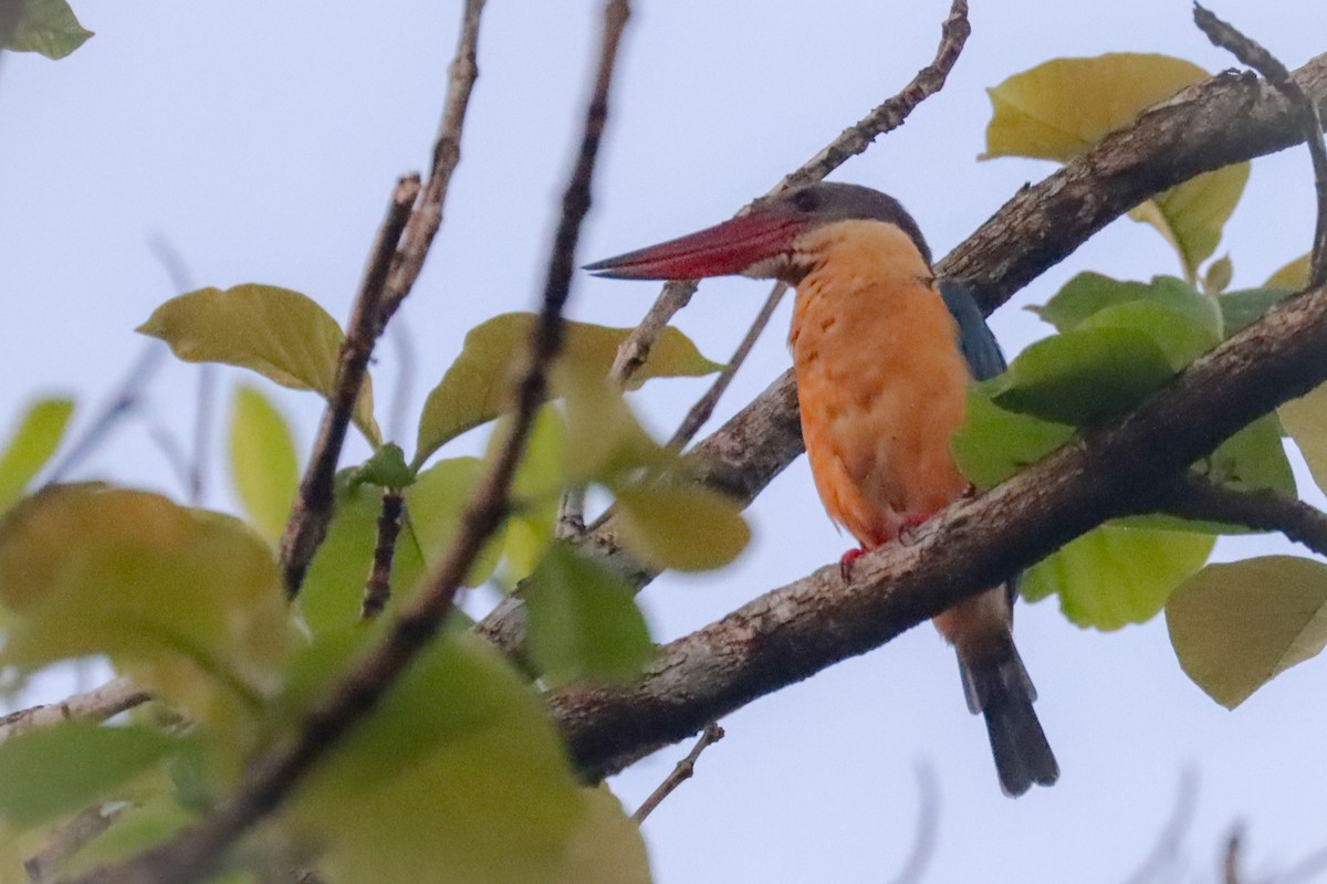 Stork-billed Kingfisher - ML632488173