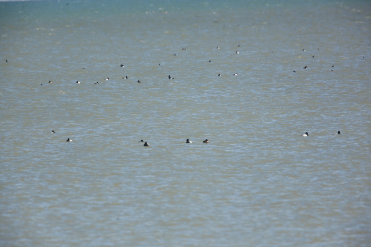Greater/Lesser Scaup - ML632488174