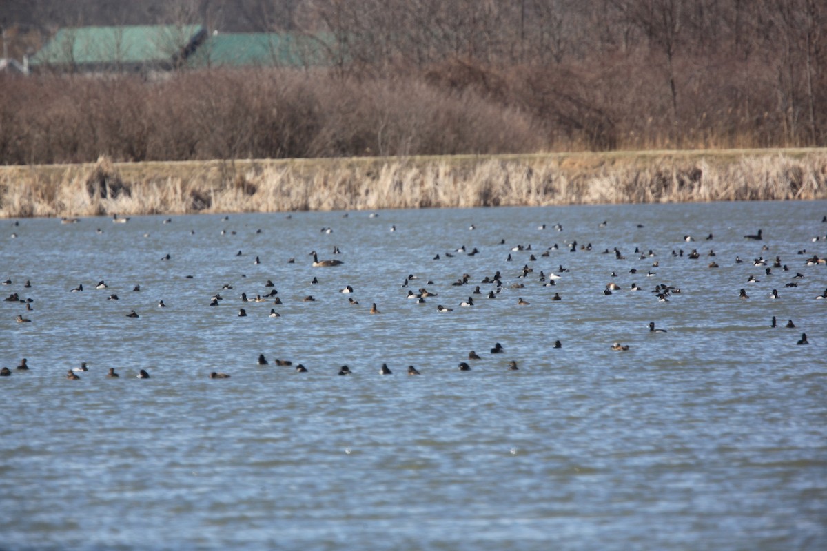 Greater/Lesser Scaup - ML632488175