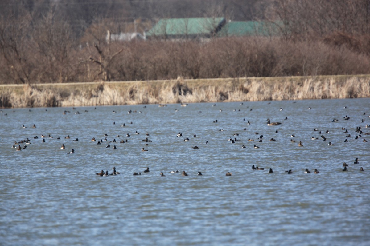 Greater/Lesser Scaup - ML632488176