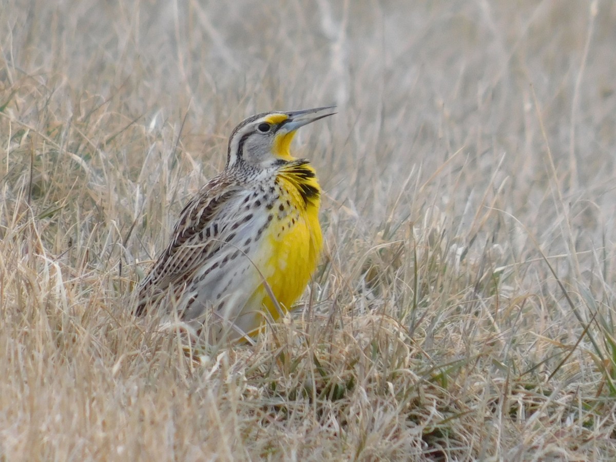 Western Meadowlark - ML632488178