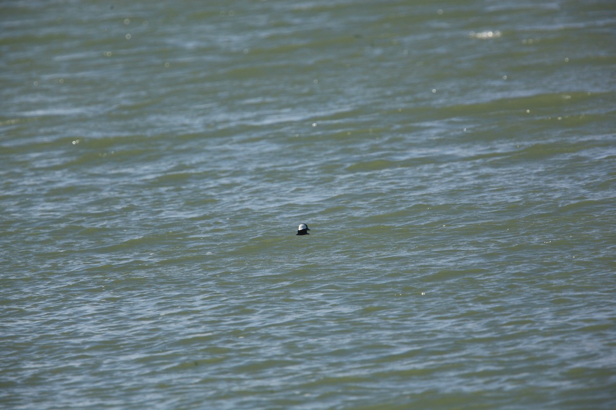 Bufflehead - ML632488193