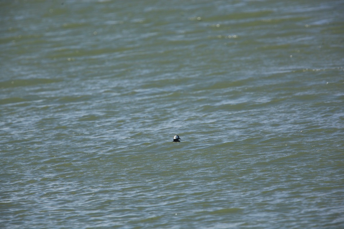 Bufflehead - ML632488194