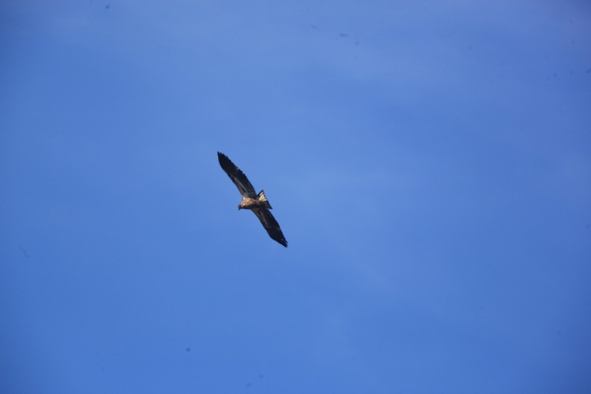 Bald Eagle - ML632488224