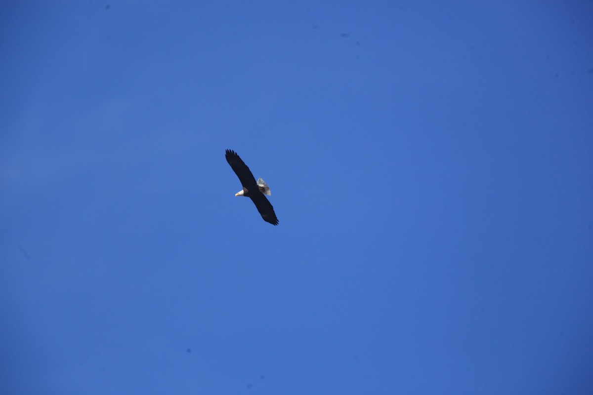 Bald Eagle - ML632488225