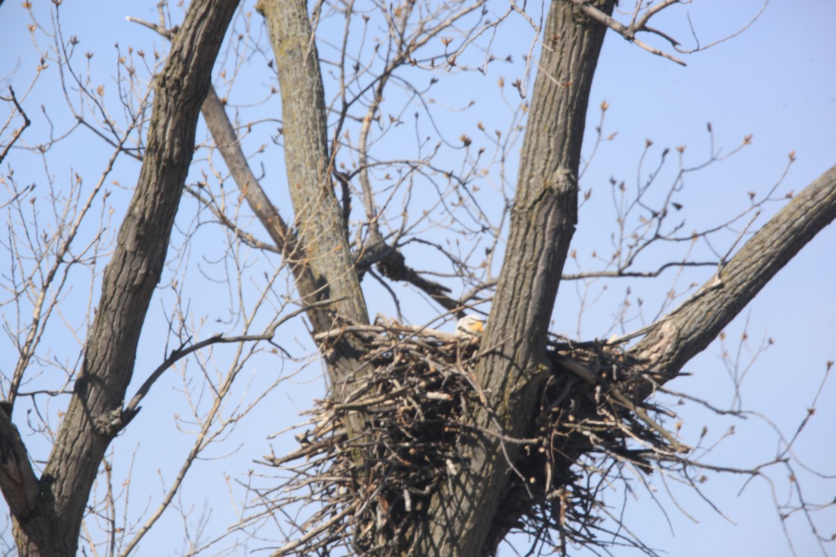 Bald Eagle - ML632488226