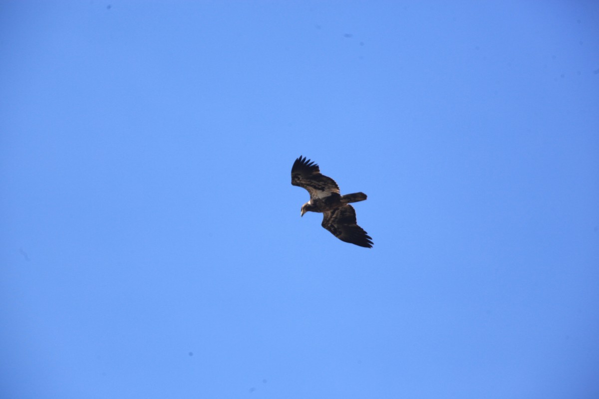 Bald Eagle - ML632488228