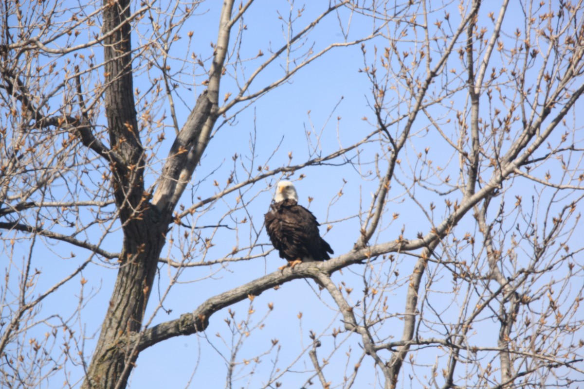Bald Eagle - ML632488229