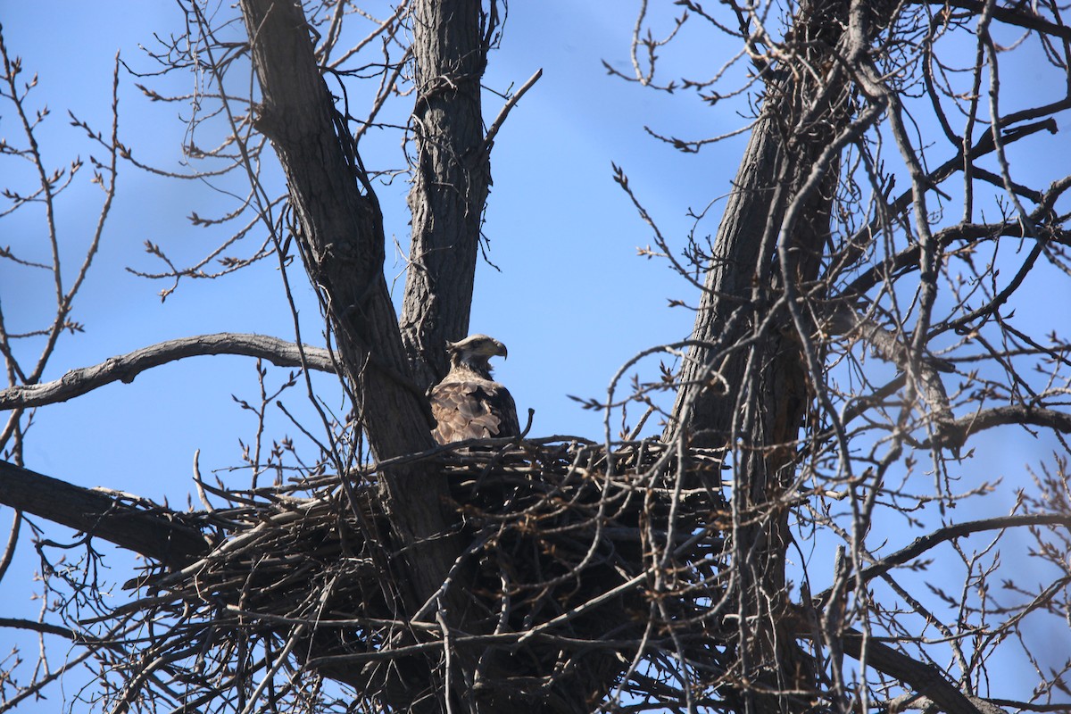 Bald Eagle - ML632488230