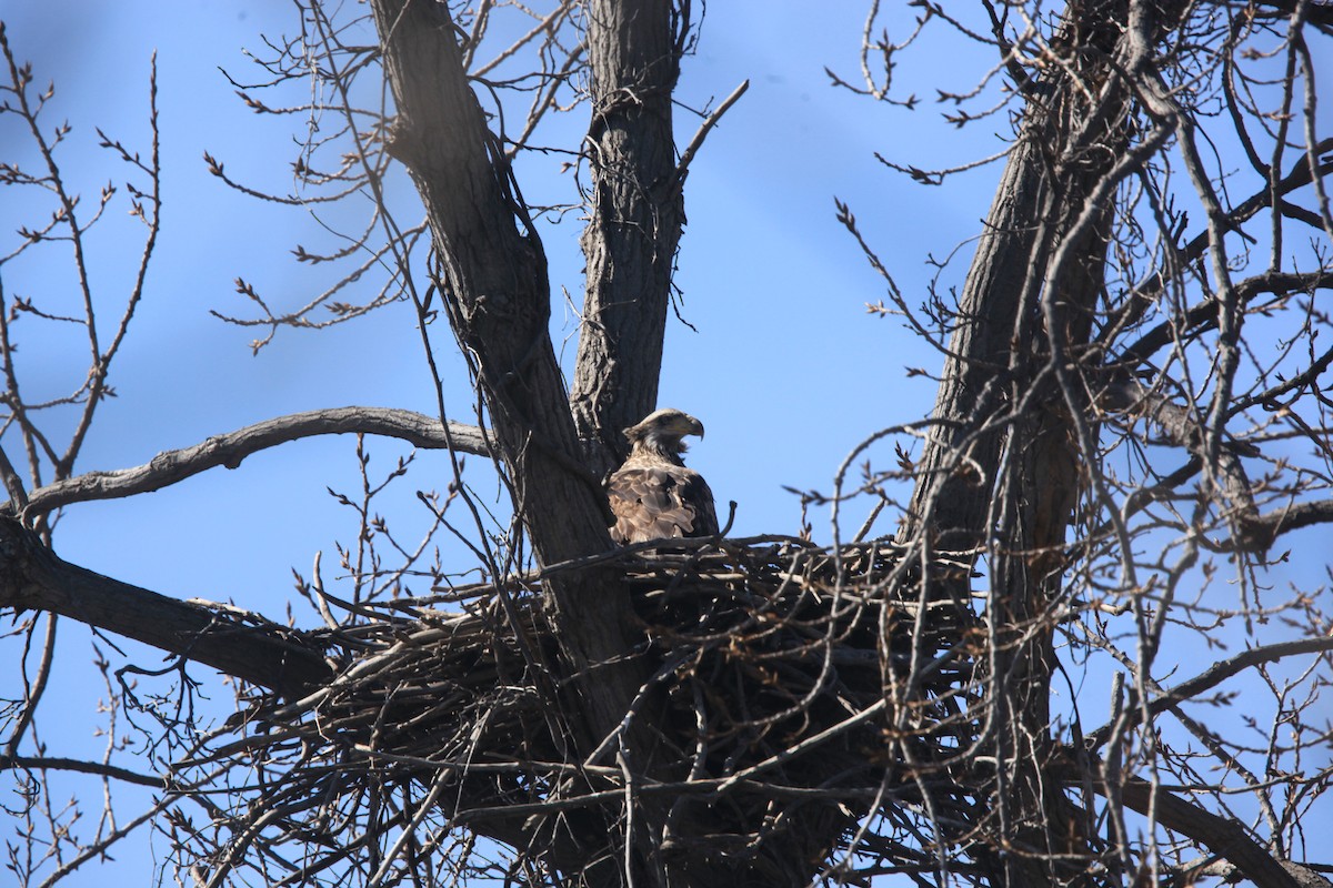 Bald Eagle - ML632488231