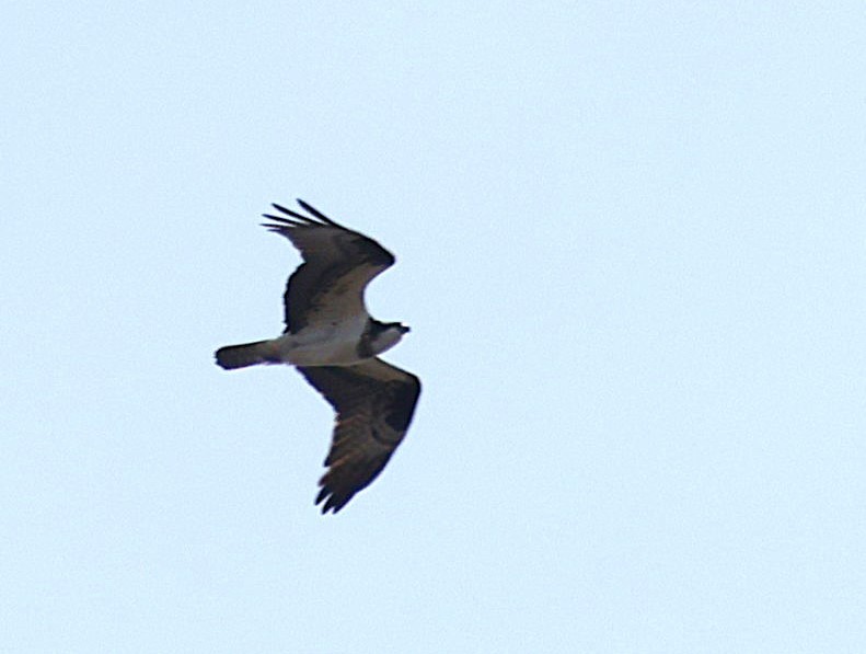 Osprey - ML632488311