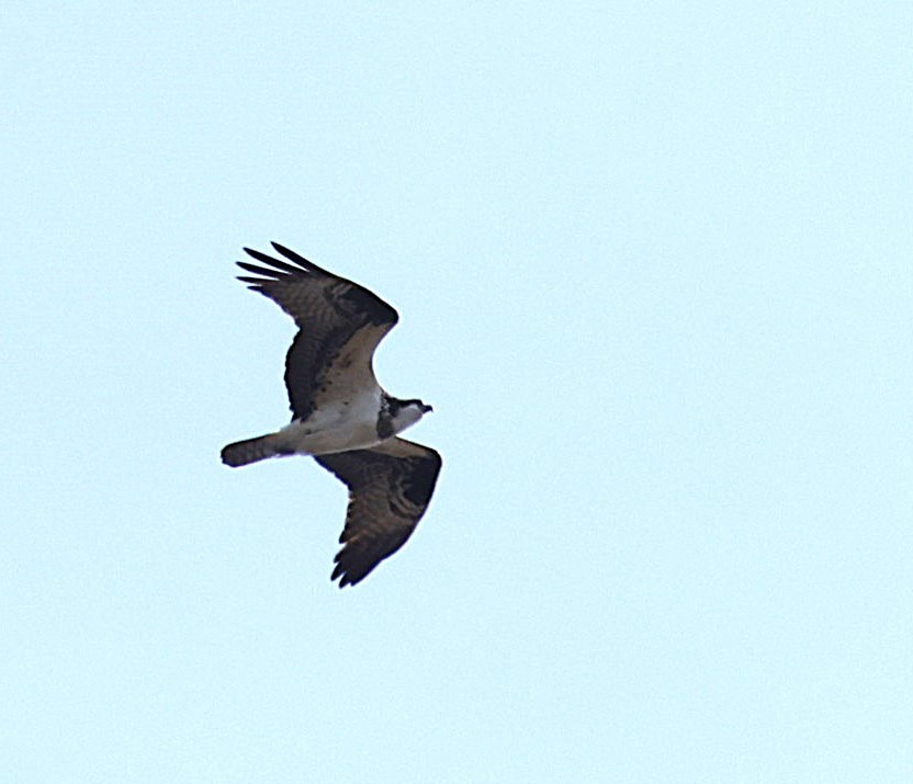 Osprey - ML632488312