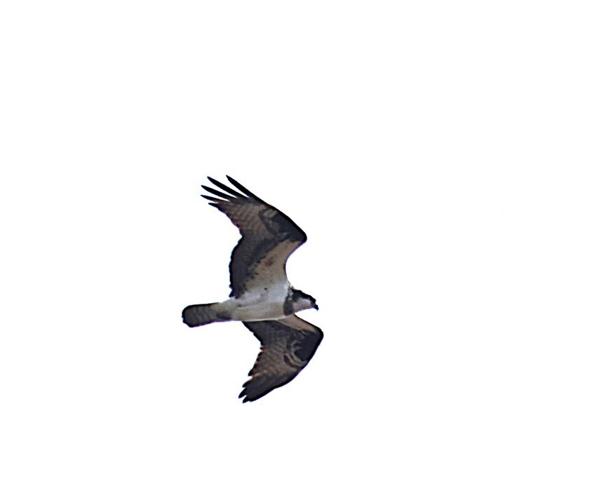 Osprey - ML632488313