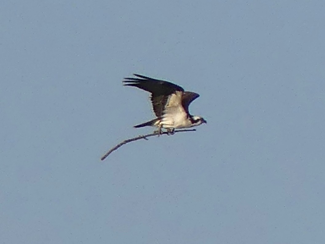 Osprey - ML632488502