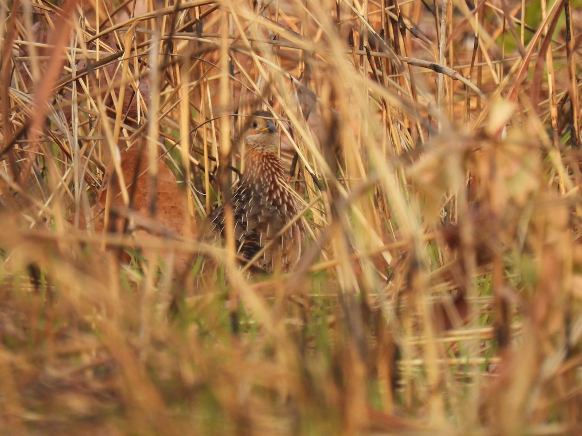 White-throated Francolin (White-throated) - ML632488670