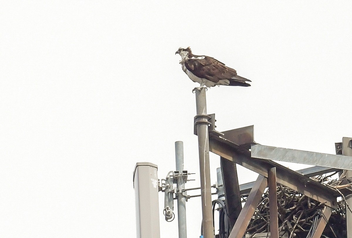 Osprey - ML632488886